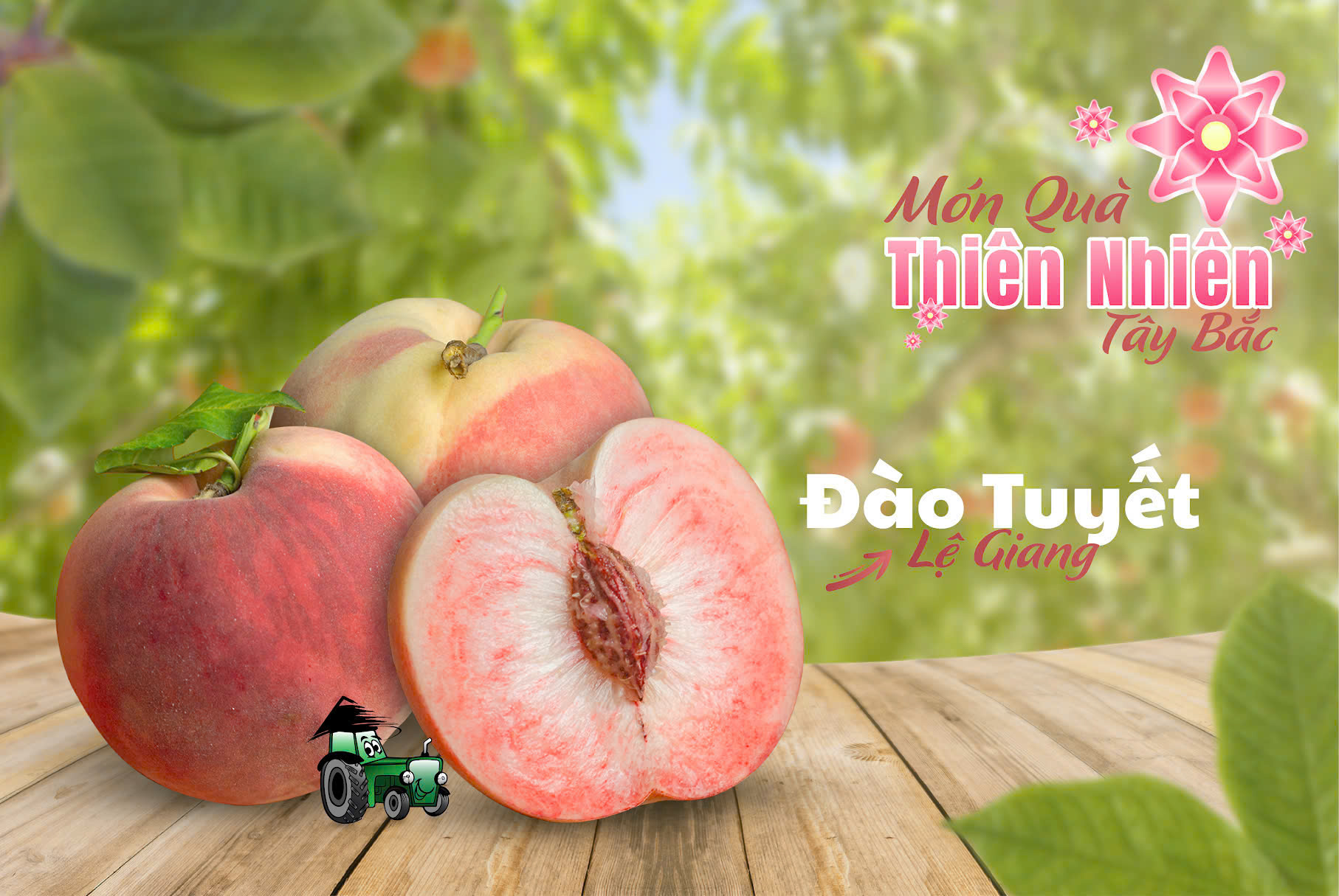 Đào Tuyết Lệ Giang – Món Quà Từ Thiên Nhiên Tây Bắc